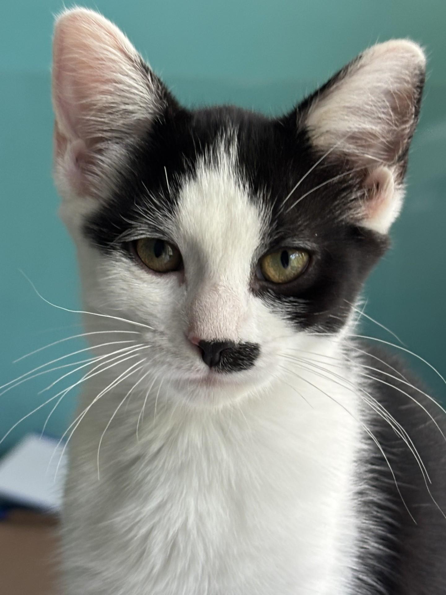 Velvet, Adoptable, Kitten Female Tuxedo & Domestic Short Hair.