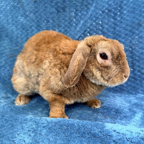 MILO, Adoptable, Adult Male Bunny Rabbit.
