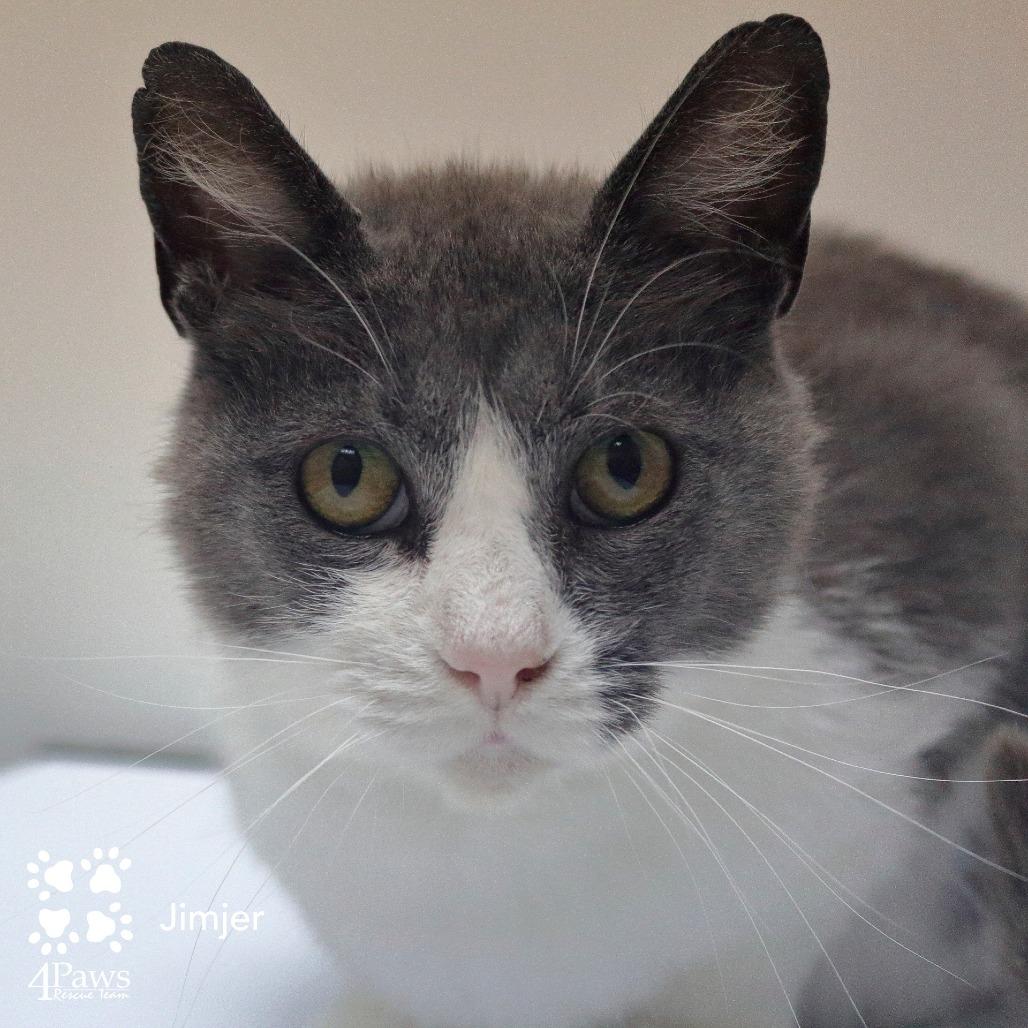 Jimjer NRAR, Adoptable, Adult Female Domestic Short Hair.