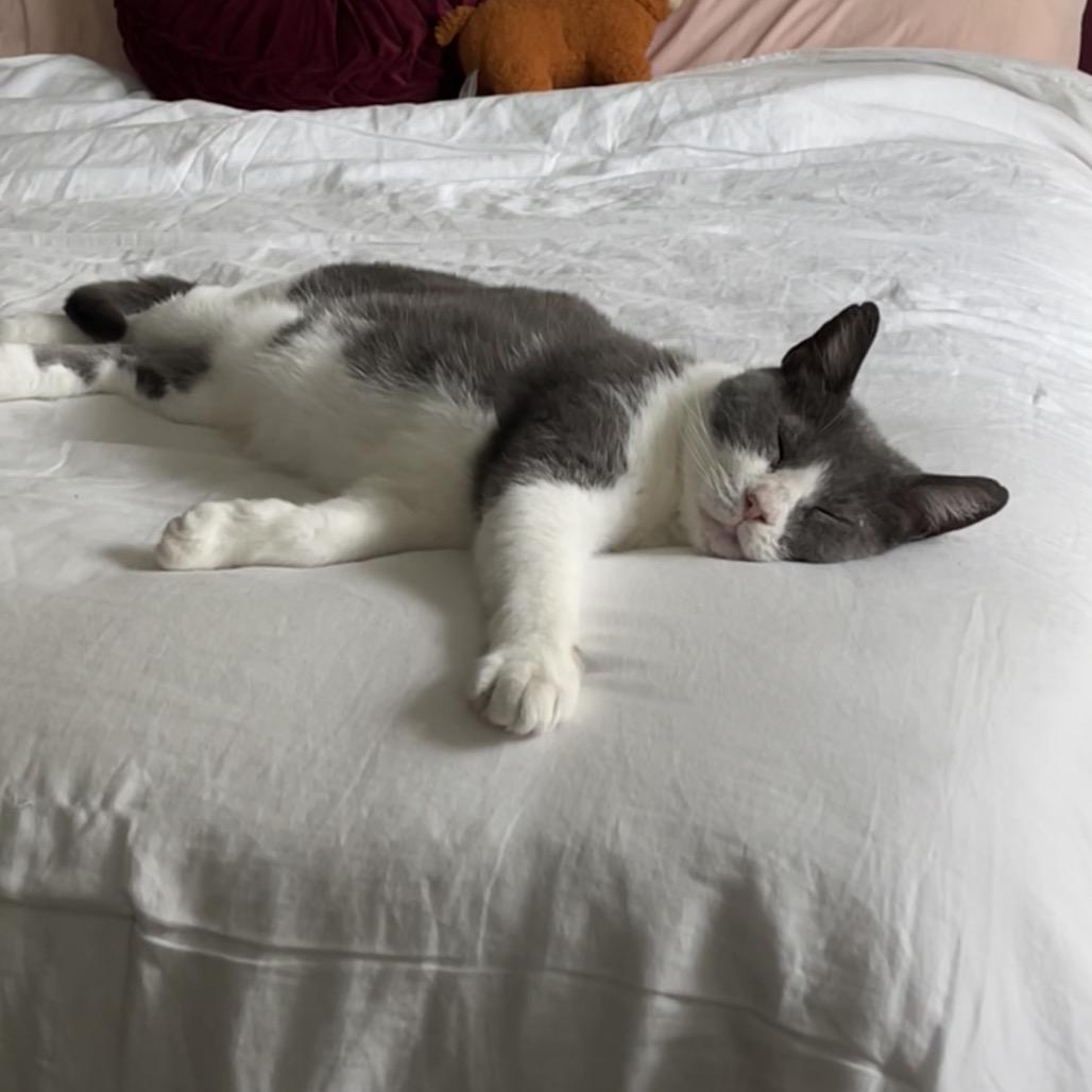 Enlarge Jimjer NRAR, a Adoptable Domestic Short Hair in Merrifield, VA image 3/6