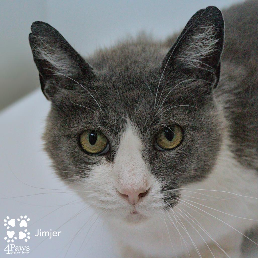 Enlarge Jimjer NRAR, a Adoptable Domestic Short Hair in Merrifield, VA image 4/6