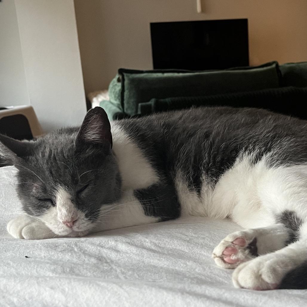 Enlarge Jimjer NRAR, a Adoptable Domestic Short Hair in Merrifield, VA image 5/6