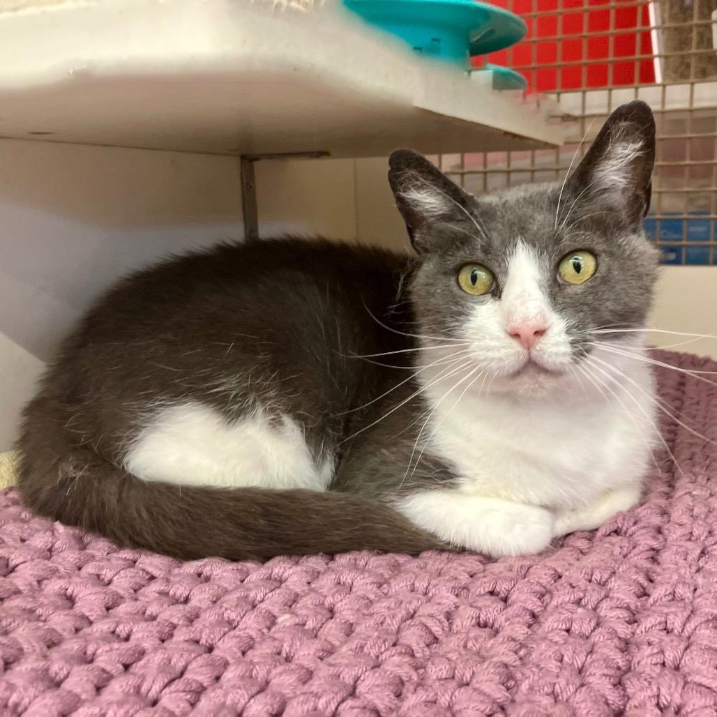 Enlarge Jimjer NRAR, a Adoptable Domestic Short Hair in Merrifield, VA image 6/6