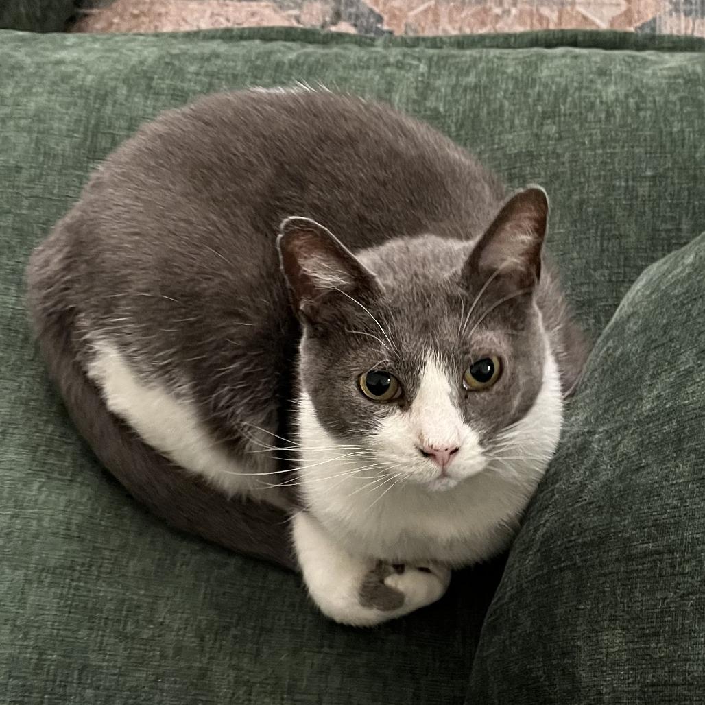 Enlarge Ginger NRAR, a Adoptable Domestic Short Hair in Merrifield, VA image 6/6