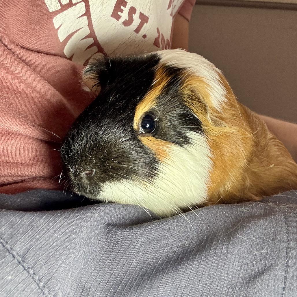 Gizmo, Adoptable, Young Male Guinea Pig.