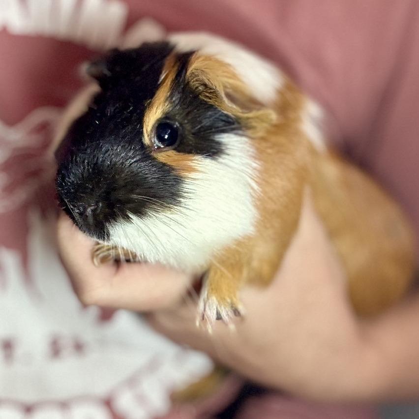 Enlarge Gizmo, a Adoptable Guinea Pig in Glenwood Springs, CO image 2/4
