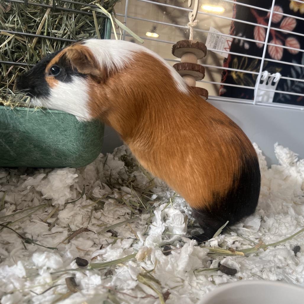 Enlarge Gizmo, a Adoptable Guinea Pig in Glenwood Springs, CO image 3/4
