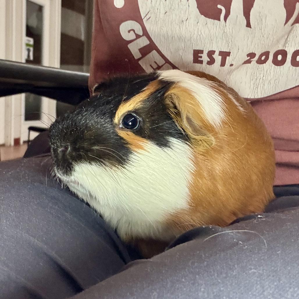 Enlarge Gizmo, a Adoptable Guinea Pig in Glenwood Springs, CO image 4/4