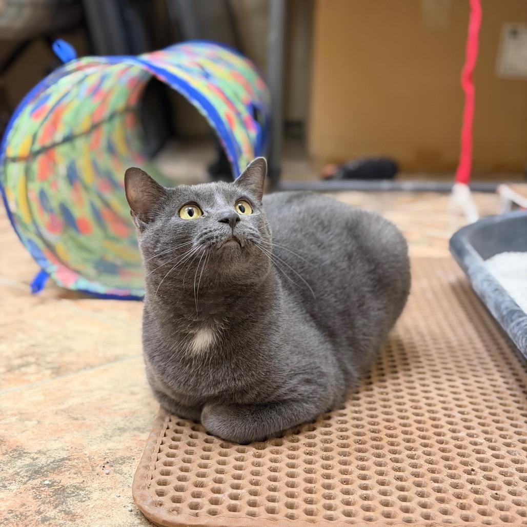 Star — thumbnail 2