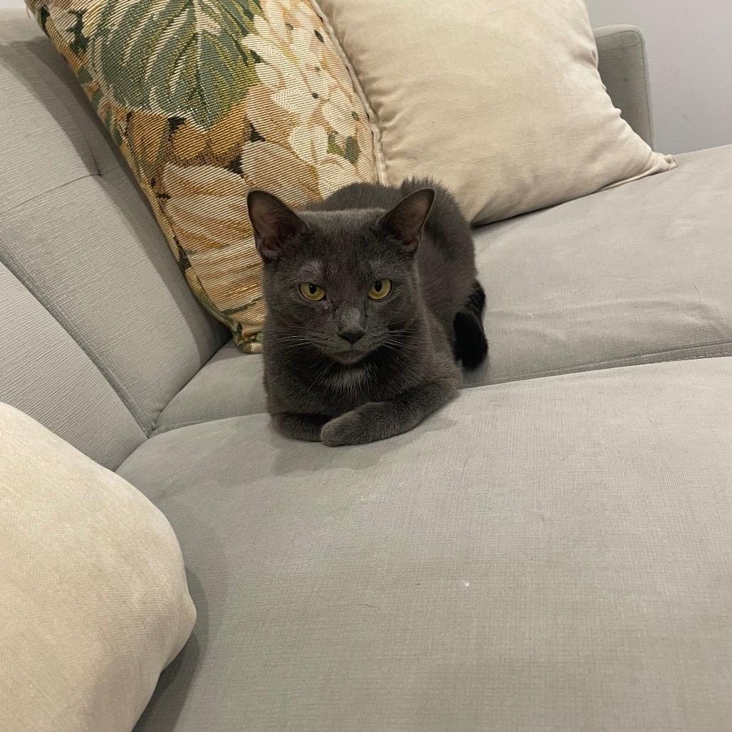 Star — thumbnail 3