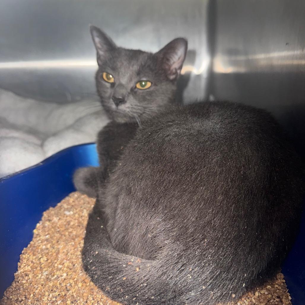 Star — thumbnail 4