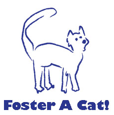 Enlarge Foster a Cat!, a Adoptable mixed breed in Harrison, NY image 1/2