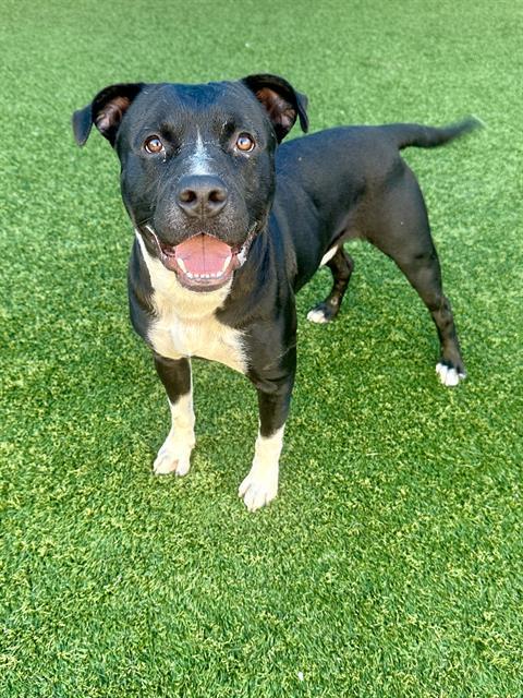 SCOOBY, Adoptable, Adult Male Mixed Breed.
