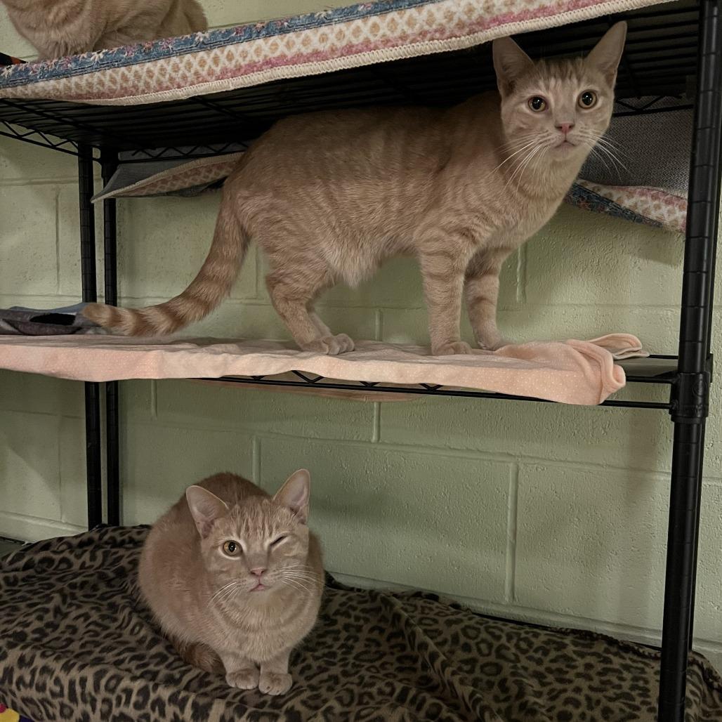 Enlarge John, a Adoptable Domestic Short Hair in Bloomington, IN image 1/2