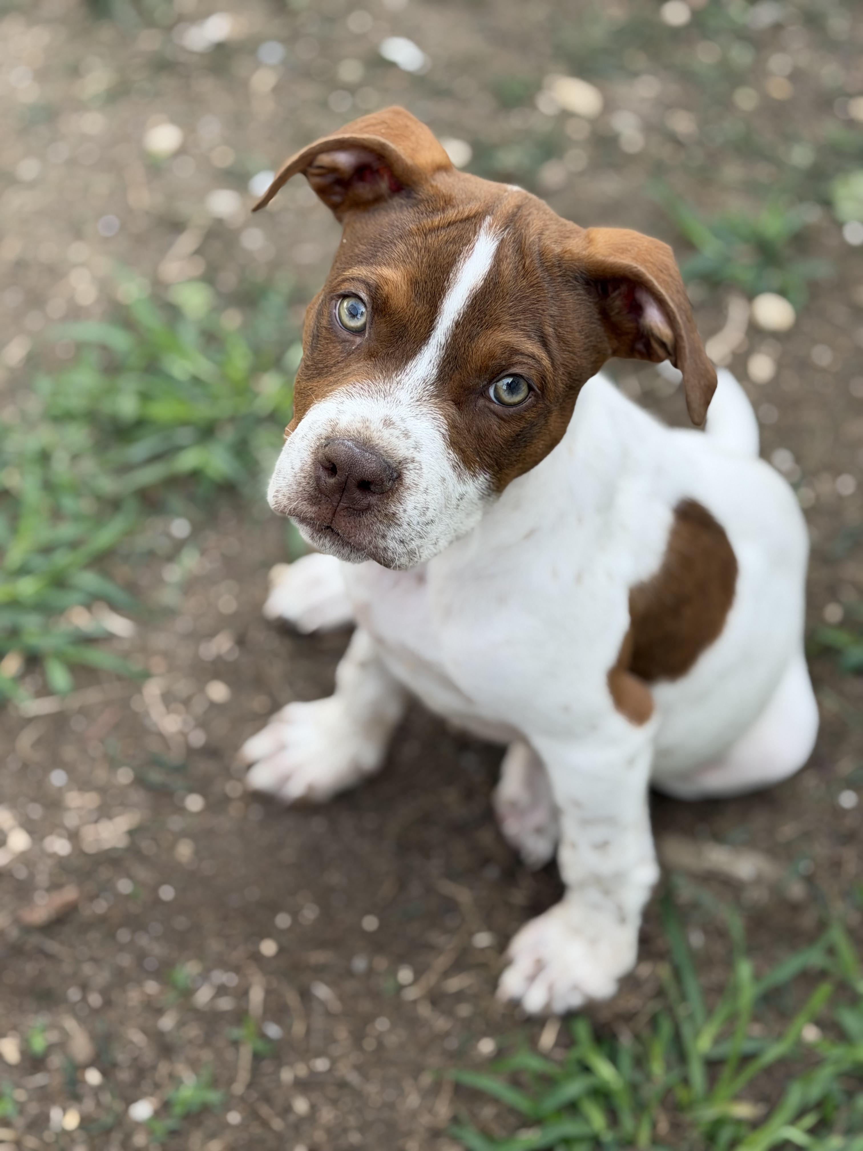 Amigo, a Adoptable mixed breed in Copiague, NY image 3/4