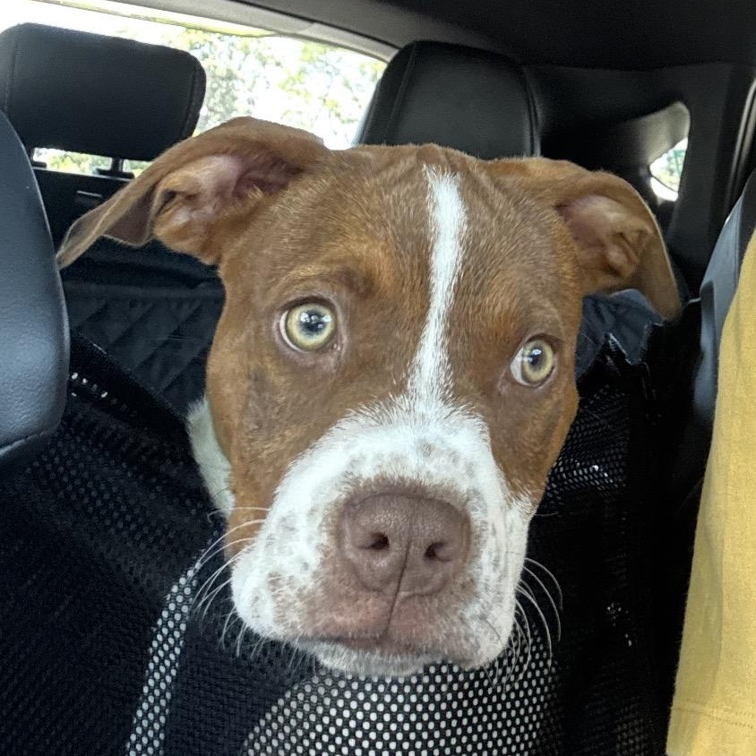 Amigo, Adoptable, Puppy Male American Bully.