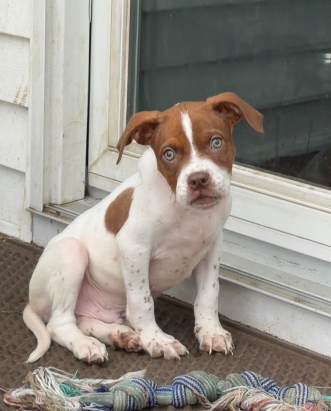 Amigo, a Adoptable mixed breed in Copiague, NY image 4/4