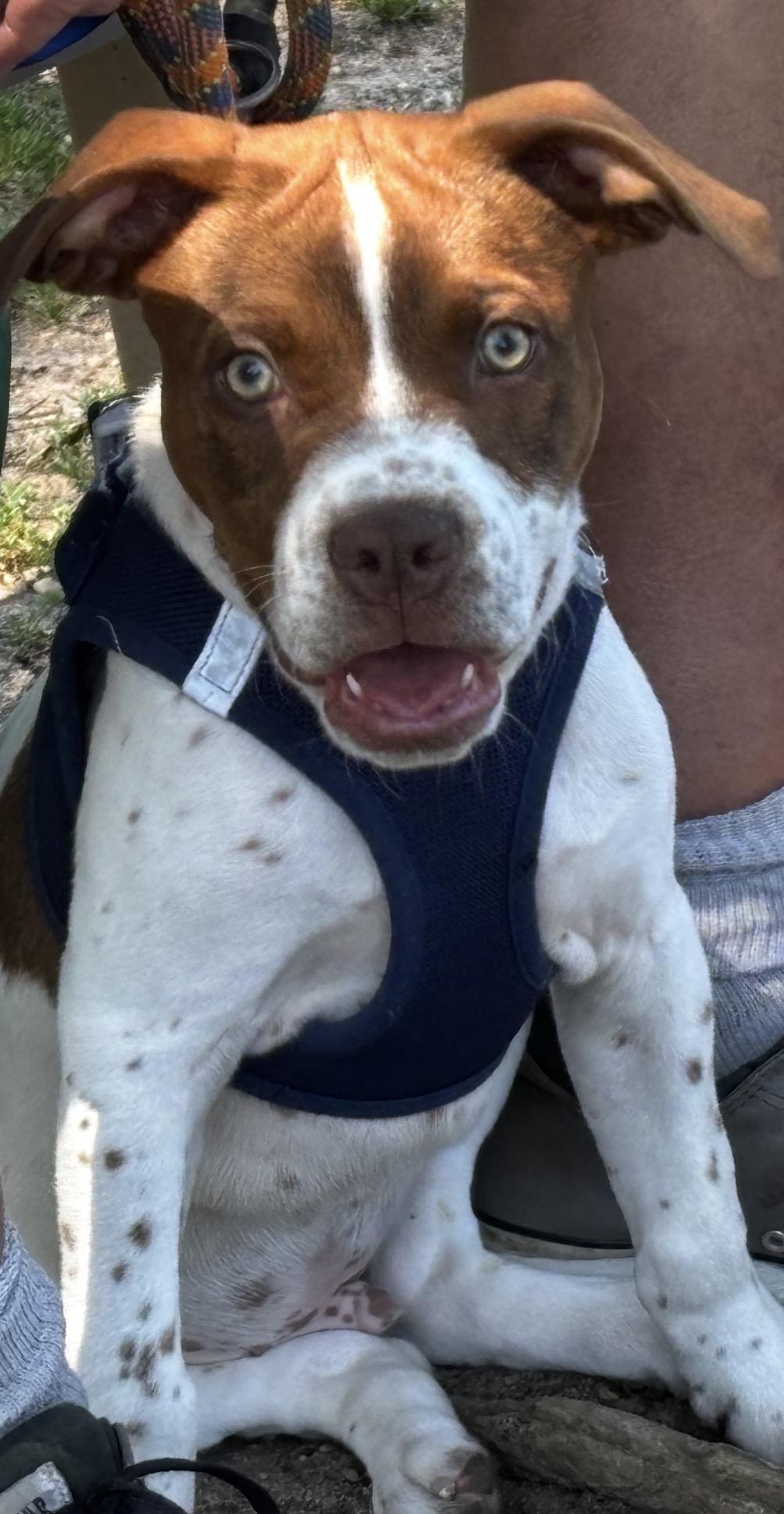 Amigo, a Adoptable mixed breed in Copiague, NY image 2/4