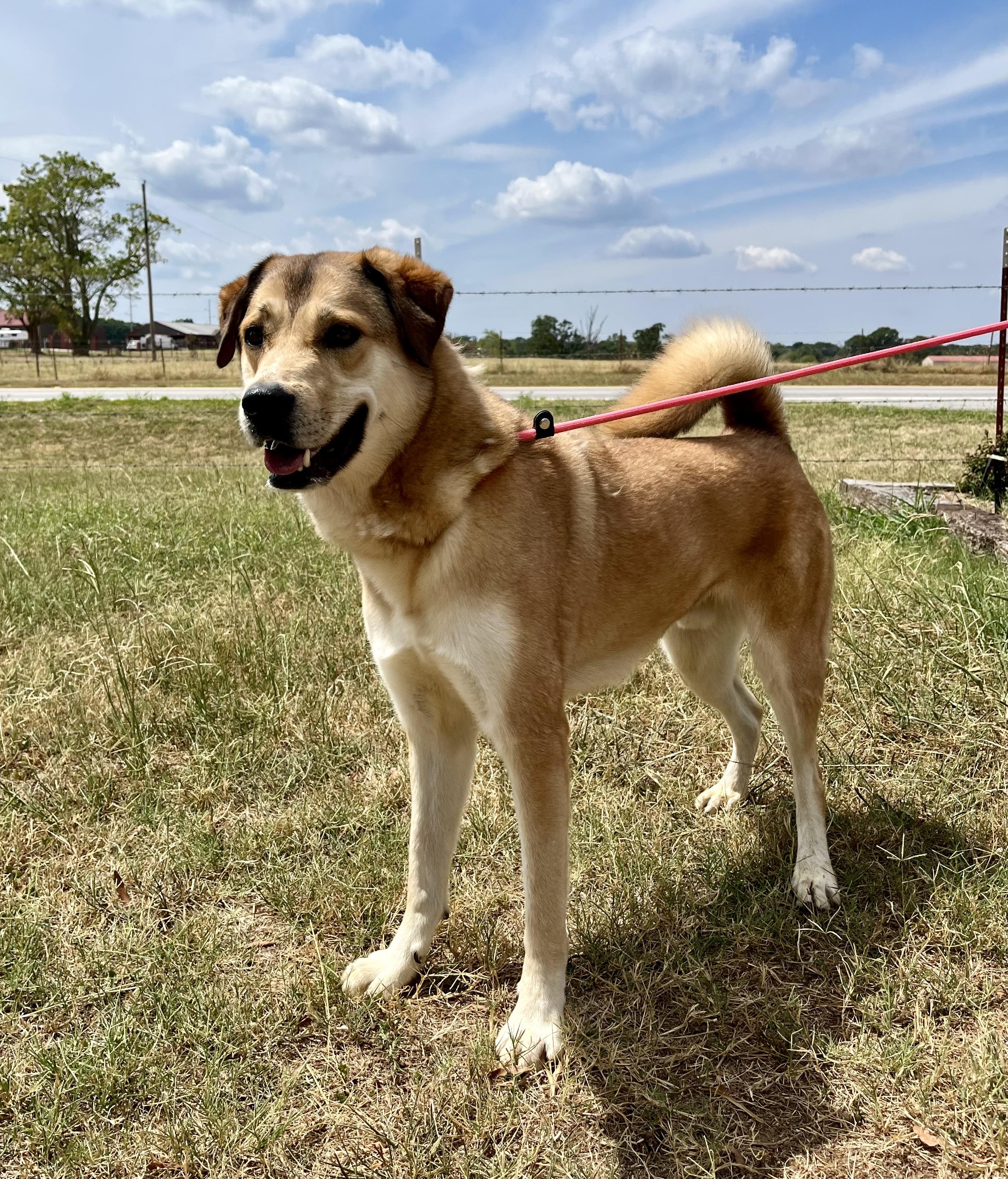 Kodak, Adoptable, Adult Male German Shepherd Dog.