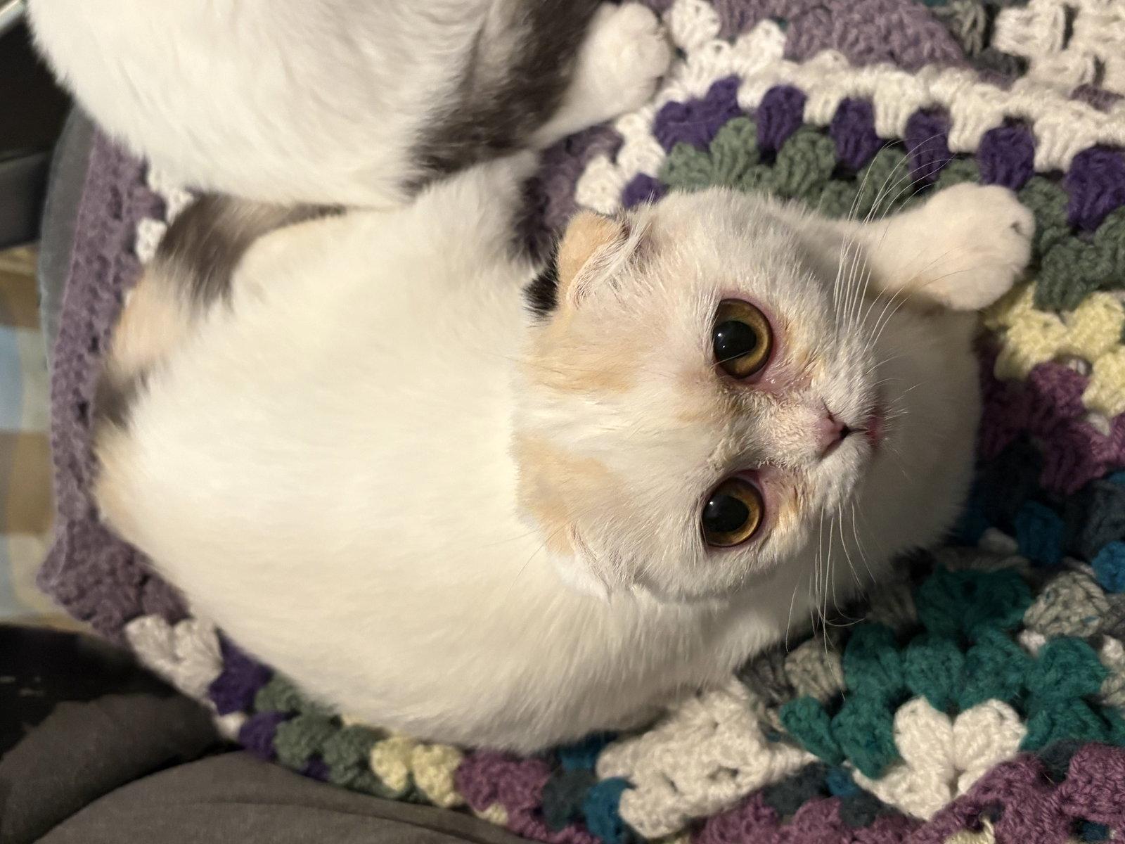 Lucy Chen, Adoptable, Young Female Scottish Fold.