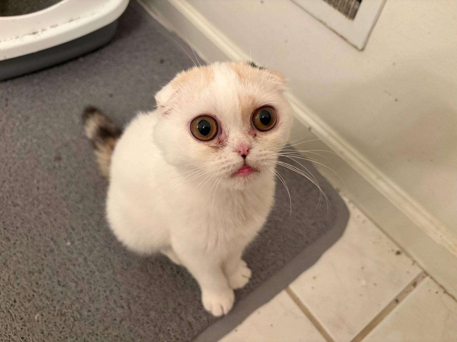 Enlarge Lucy Chen, a Adoptable Scottish Fold in Broomall, PA image 2/3