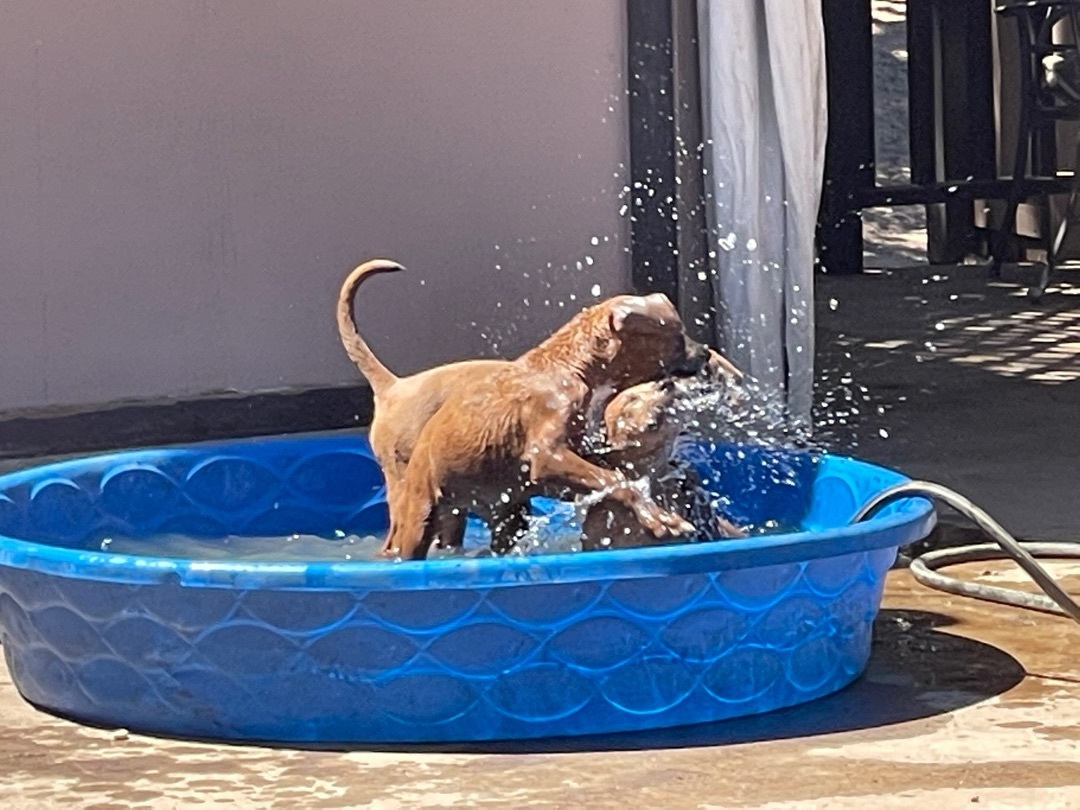 Adorable Labradir/Staffordshire terriers, a Adoptable mixed breed in Acton, CA image 1/6