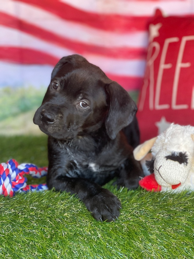 Adorable Labradir/Staffordshire terriers, a Adoptable mixed breed in Acton, CA image 2/6