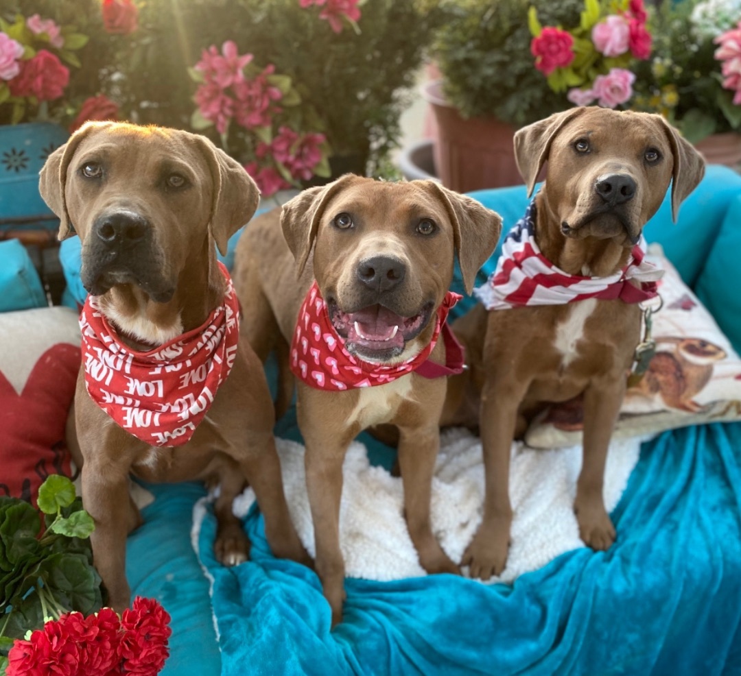 Adorable Labradir/Staffordshire terriers, a Adoptable mixed breed in Acton, CA image 3/6