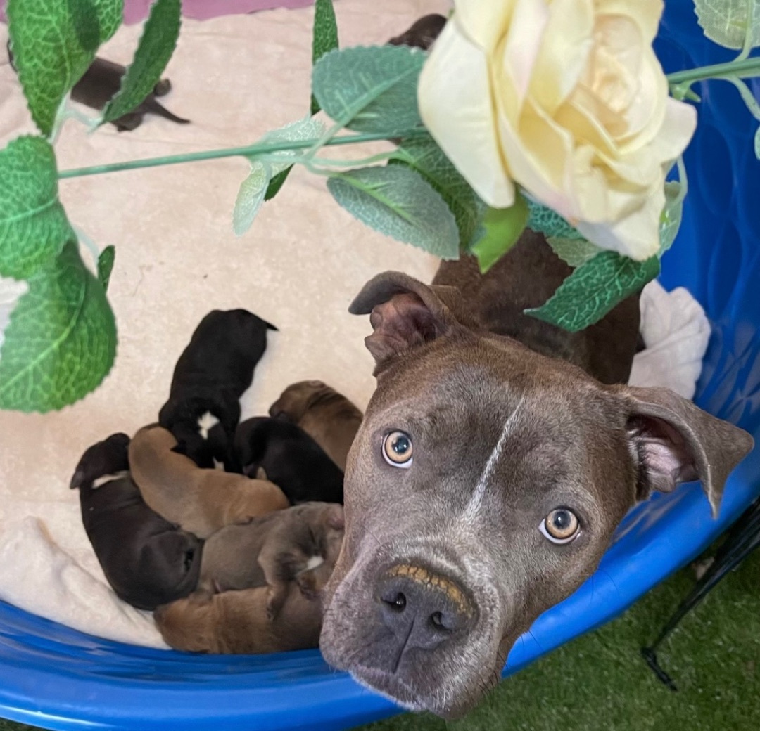Adorable Labradir/Staffordshire terriers, a Adoptable mixed breed in Acton, CA image 4/6