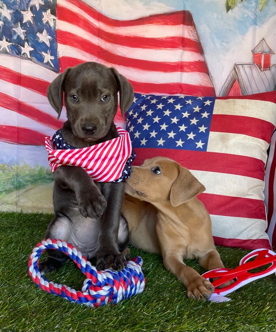 Adorable Labradir/Staffordshire terriers, a Adoptable mixed breed in Acton, CA image 5/6