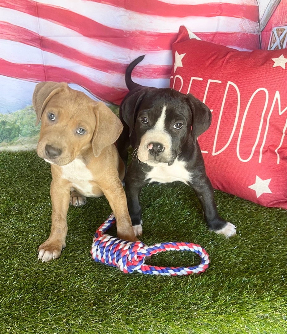 Adorable Labradir/Staffordshire terriers, a Adoptable mixed breed in Acton, CA image 6/6