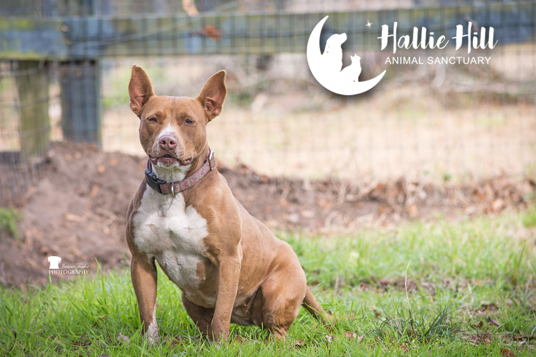 Chai, a Adoptable mixed breed in Hollywood, SC image 1/12