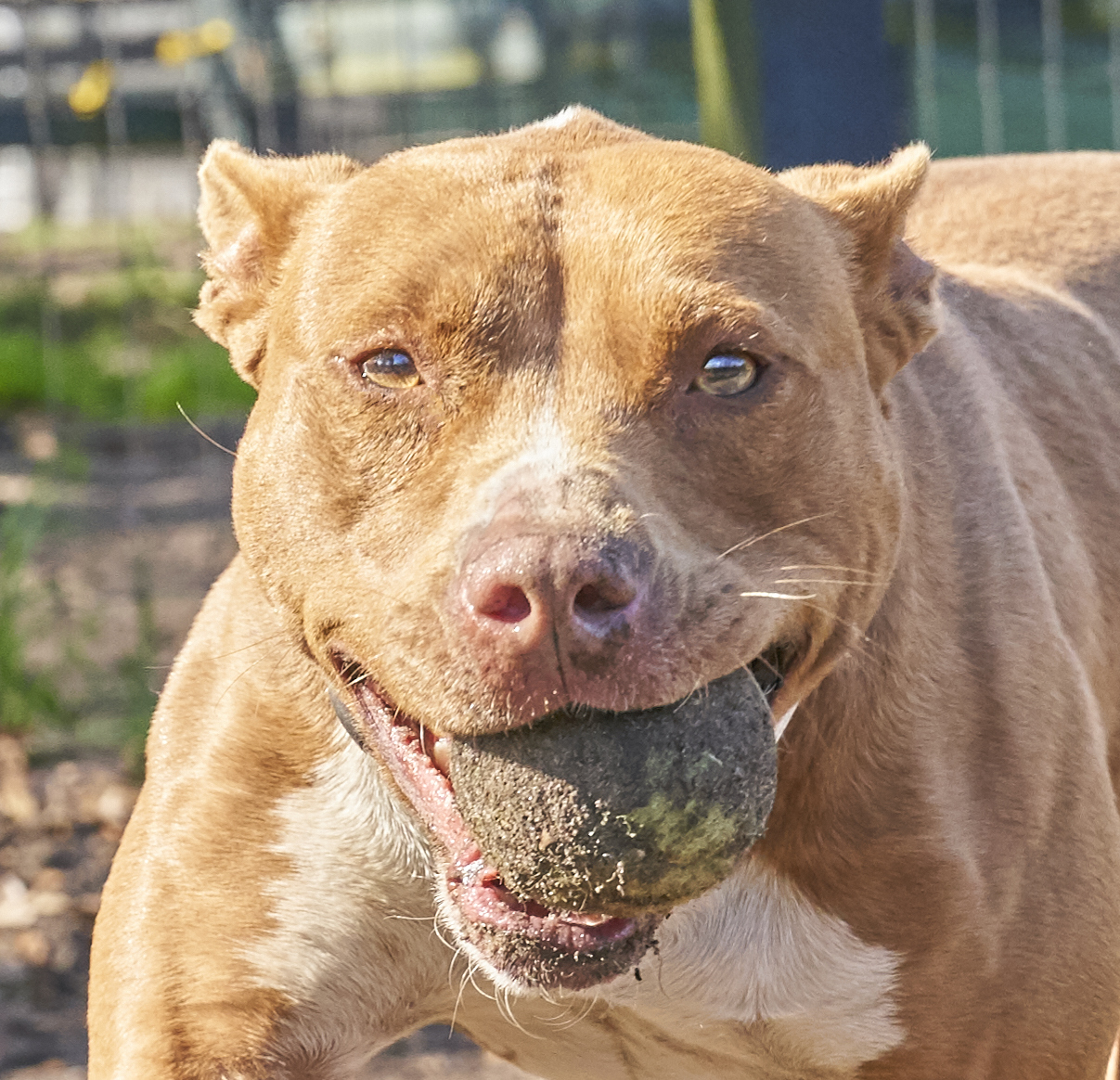Chai, a Adoptable mixed breed in Hollywood, SC image 2/12