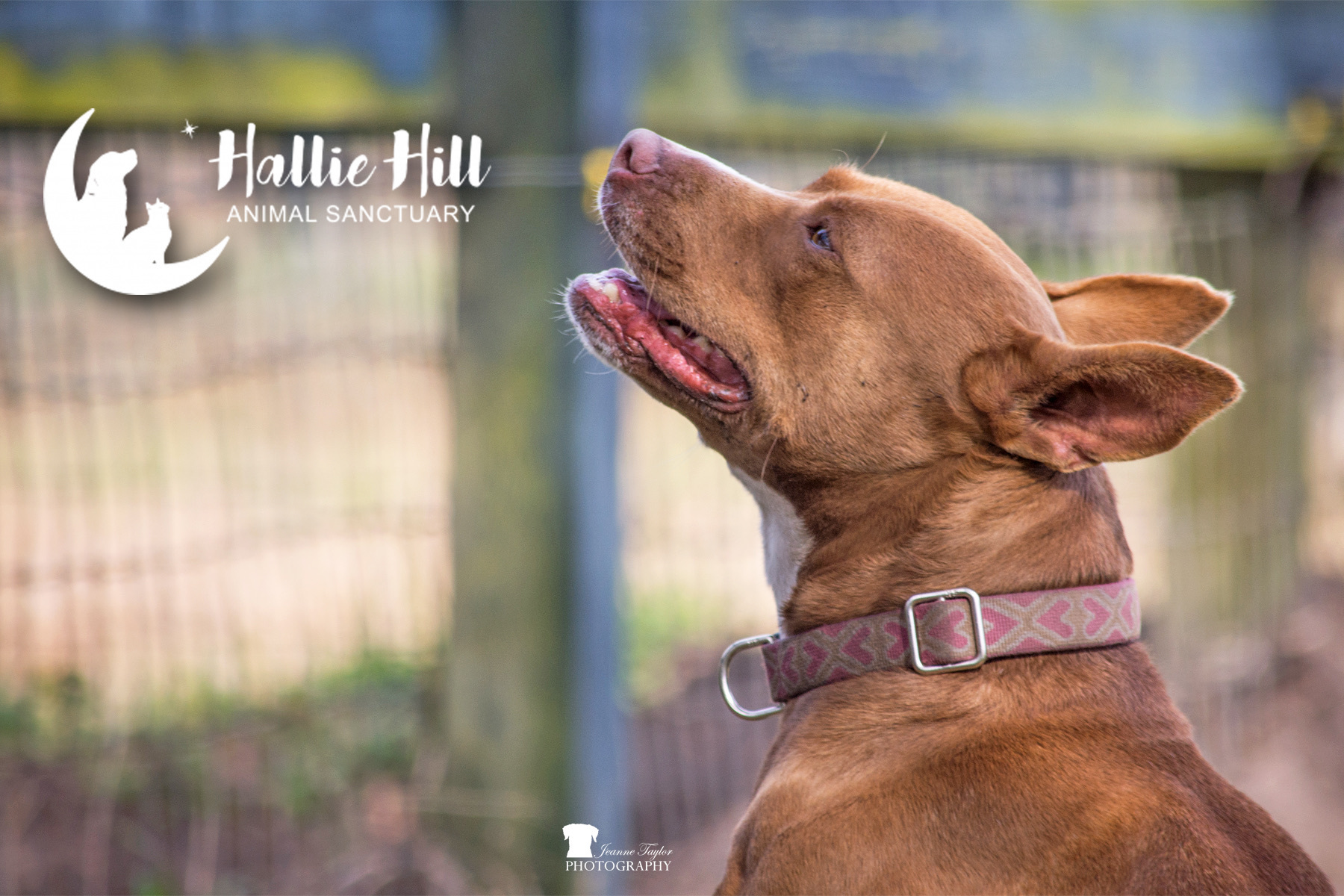 Chai, a Adoptable mixed breed in Hollywood, SC image 3/12