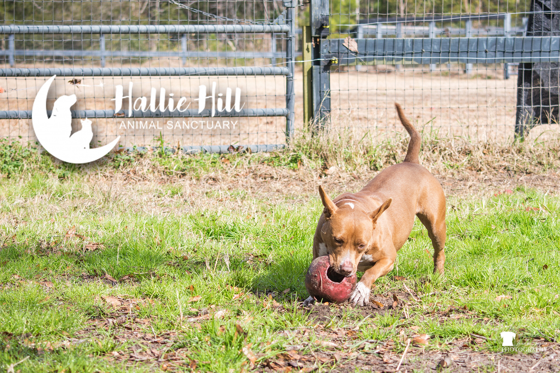 Chai, a Adoptable mixed breed in Hollywood, SC image 4/12