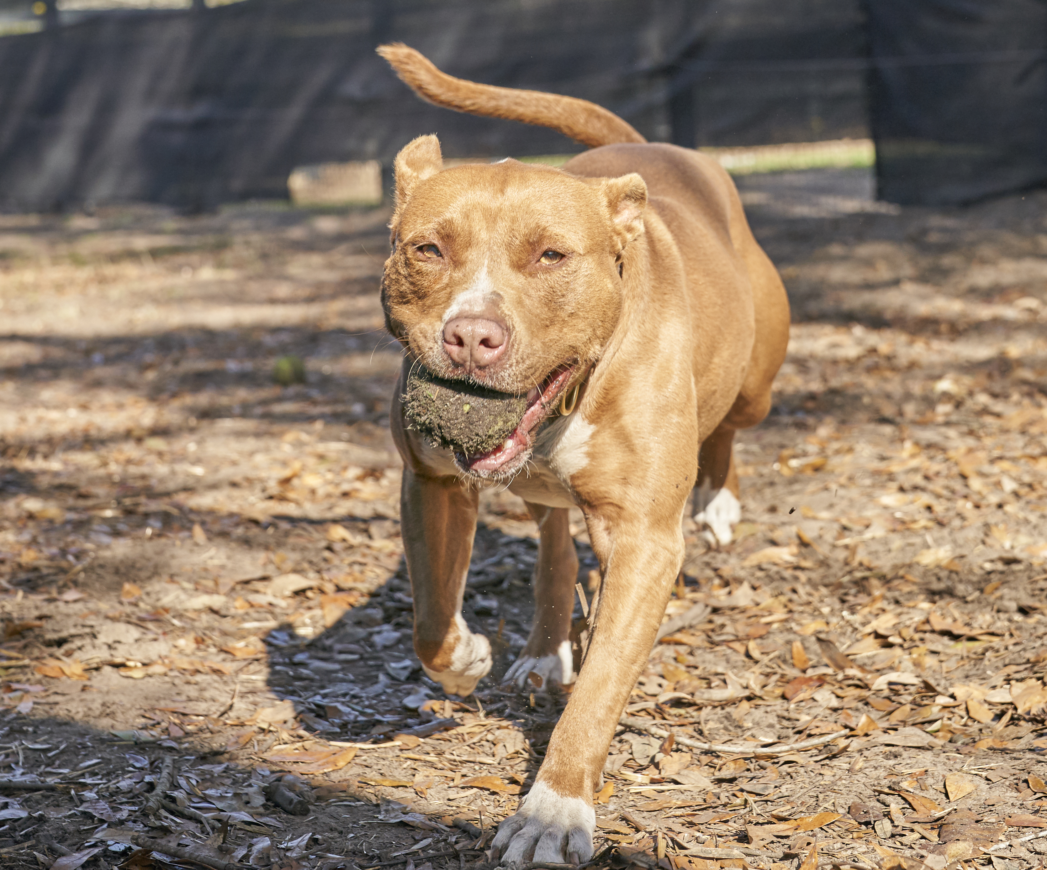 Chai, a Adoptable mixed breed in Hollywood, SC image 5/12