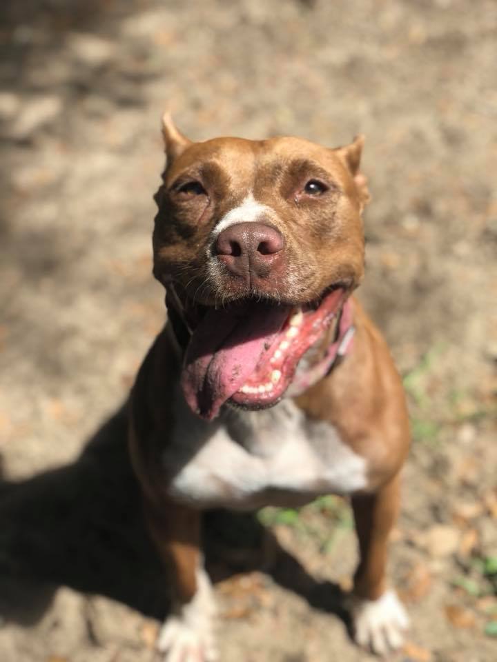 Chai, a Adoptable mixed breed in Hollywood, SC image 6/12