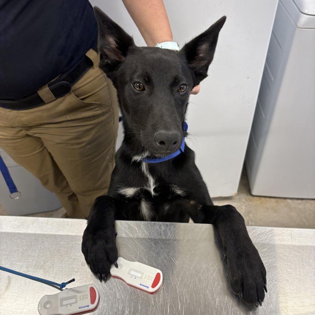 Maverick, Adoptable, Young Male Mixed Breed.