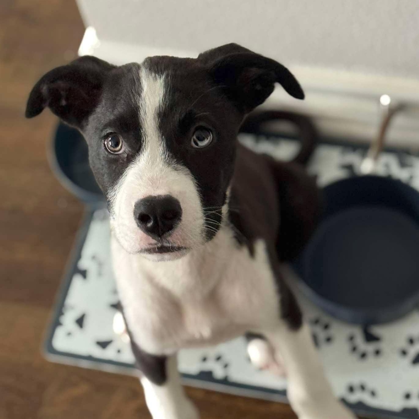 Mickey, a Adoptable mixed breed in Port Chester, NY image 4/5