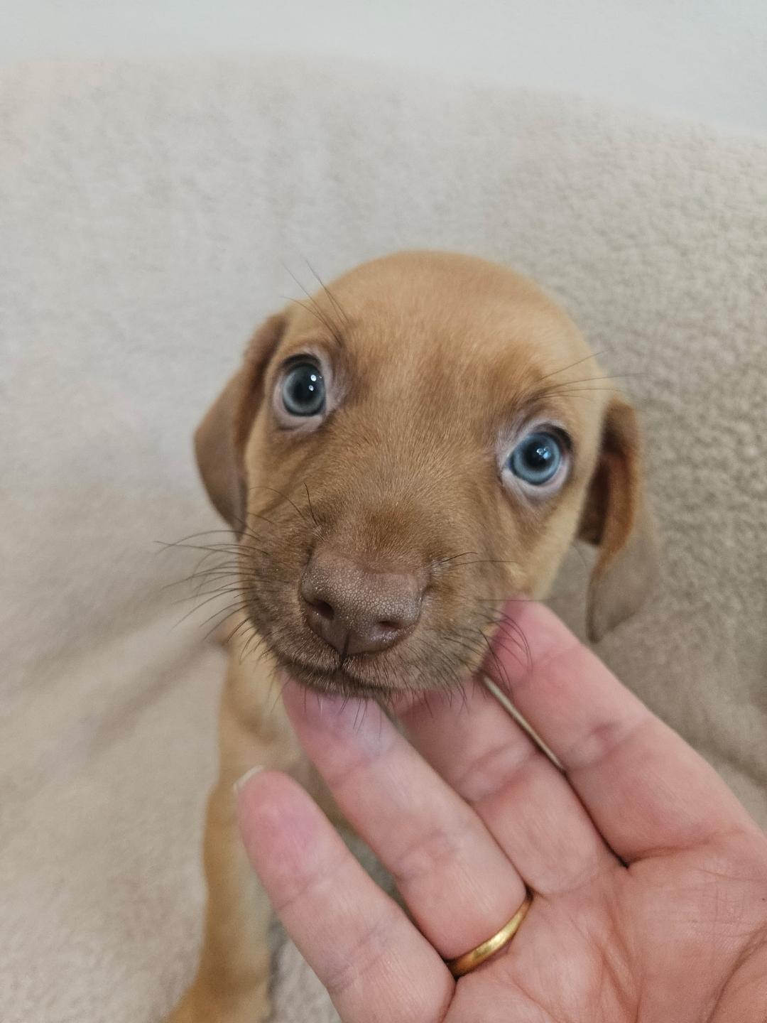 Enlarge Gnocchi - Rosie Pup, a Adoptable mixed breed in Los Angeles, CA image 4/6