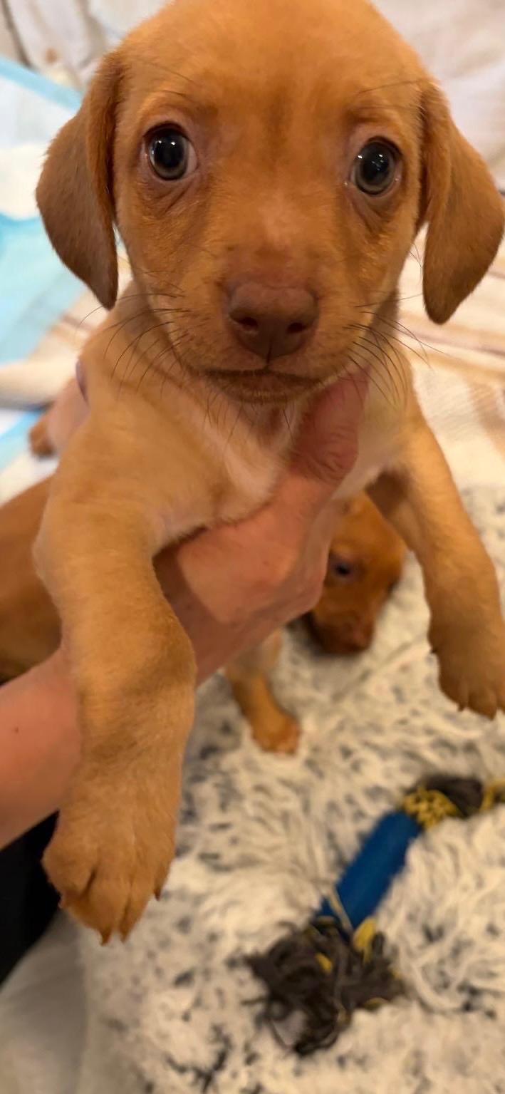 Enlarge Gnocchi - Rosie Pup, a Adoptable mixed breed in Los Angeles, CA image 5/6