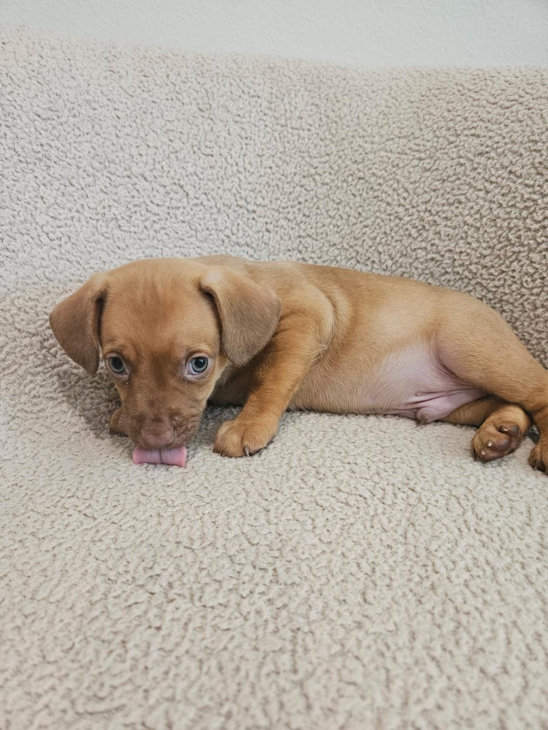 Enlarge Gnocchi - Rosie Pup, a Adoptable mixed breed in Los Angeles, CA image 3/6