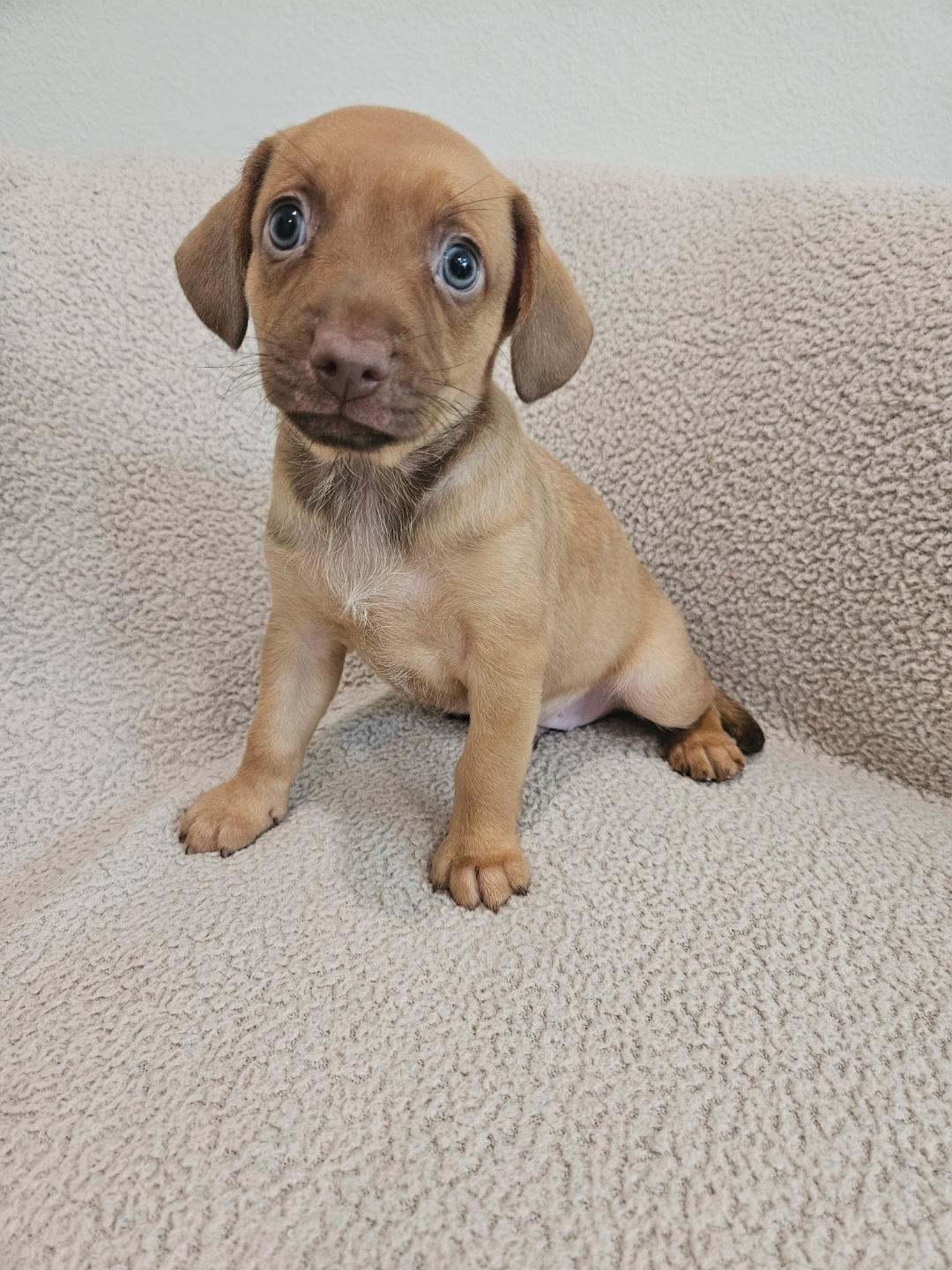 Enlarge Gnocchi - Rosie Pup, a Adoptable mixed breed in Los Angeles, CA image 2/6