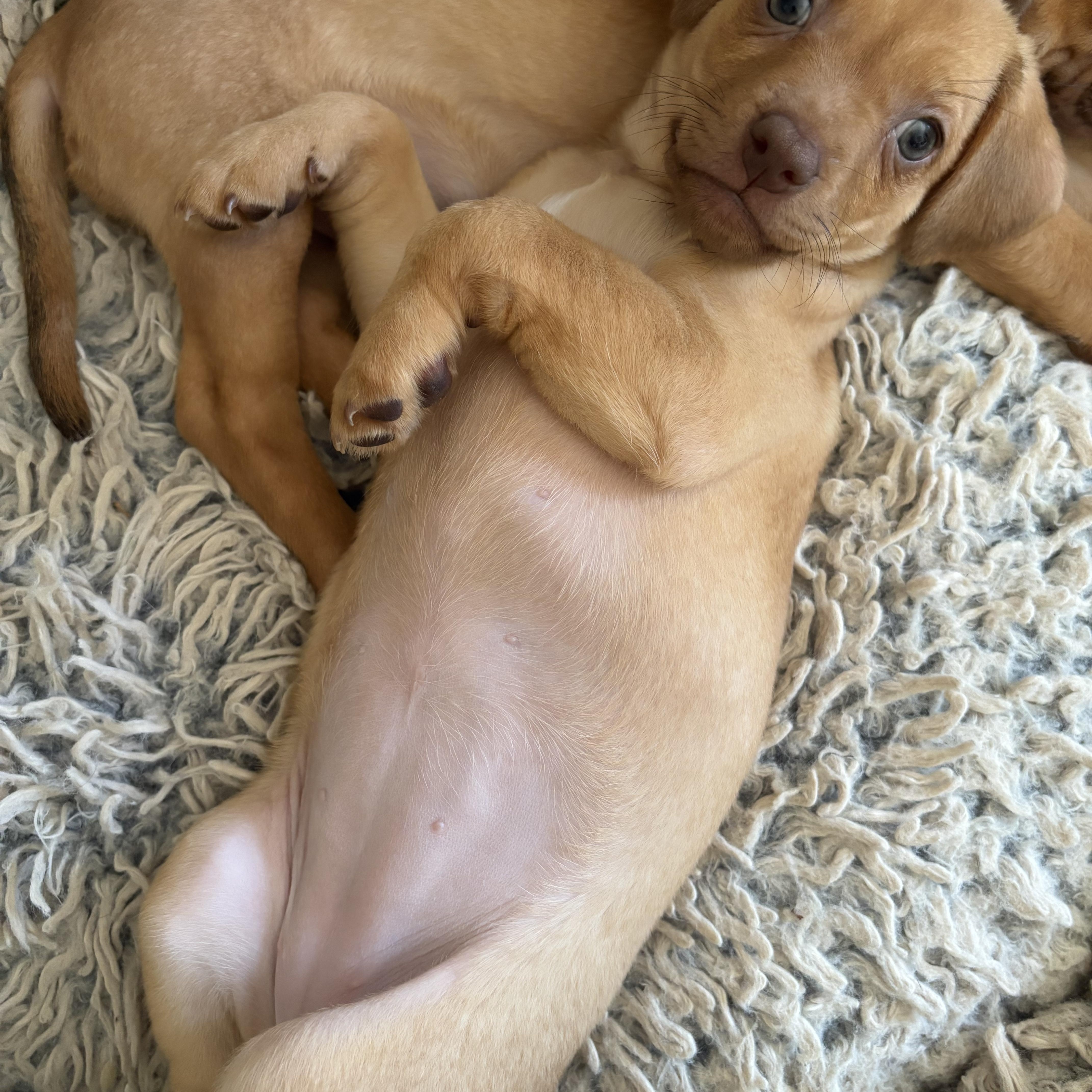 Enlarge Gnocchi - Rosie Pup, a Adoptable mixed breed in Los Angeles, CA image 1/6