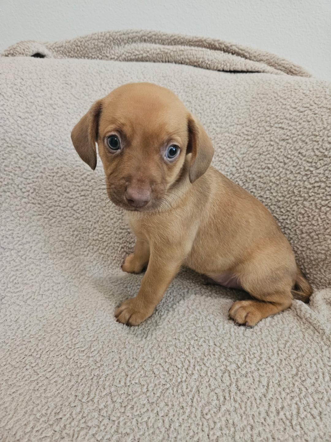 Enlarge Gnocchi - Rosie Pup, a Adoptable mixed breed in Los Angeles, CA image 6/6