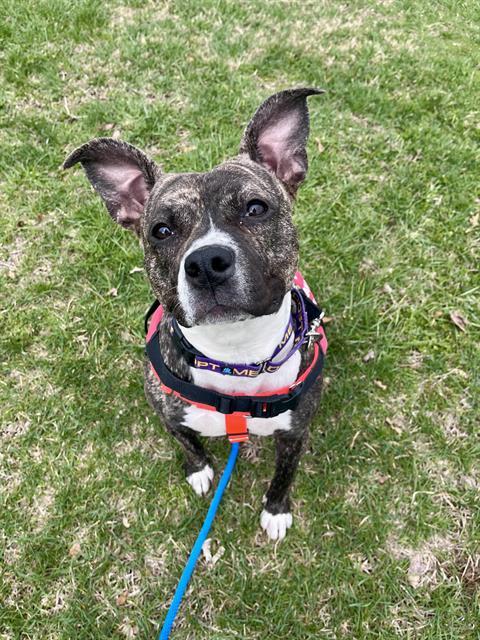 Enlarge SKYE, a Adoptable Pit Bull Terrier in Indianapolis, IN image 1/1