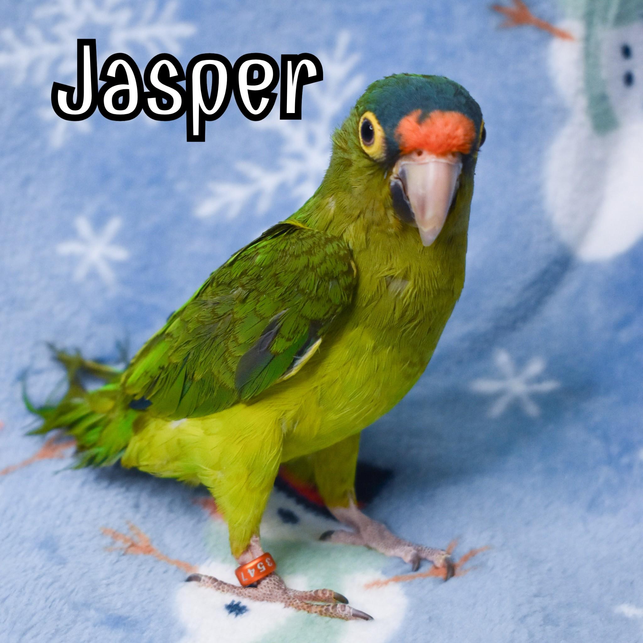 Enlarge Jasper, an adopted Conure in Waukesha, WI image 2/2