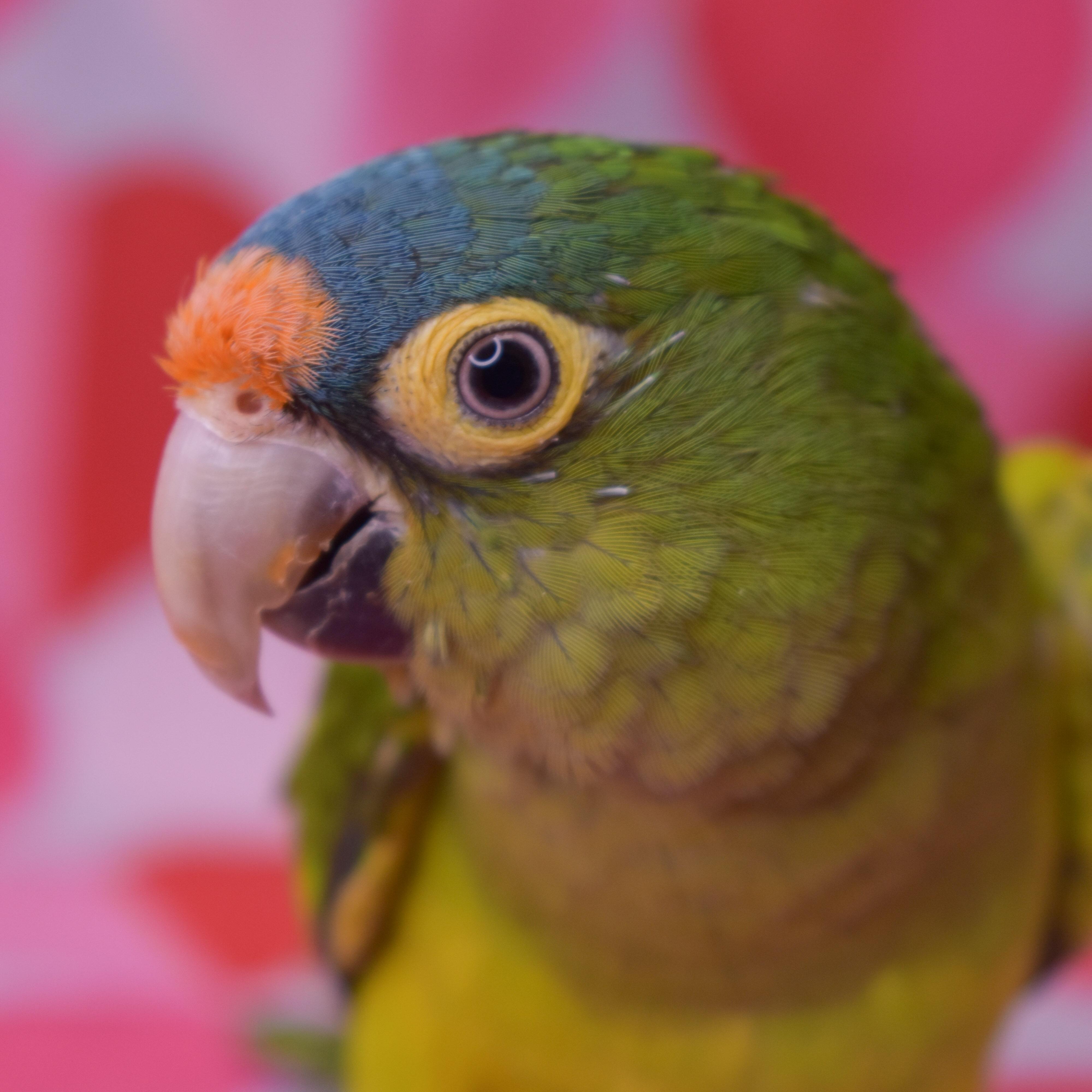 Jasper, adopted, Adult Male Conure.