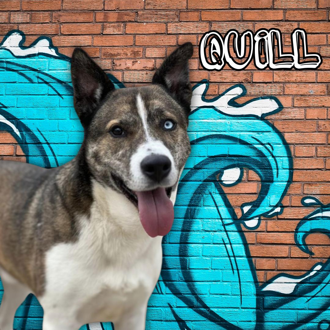 Enlarge Quill(iam), a Adoptable Akita in Kansas City, MO image 1/6
