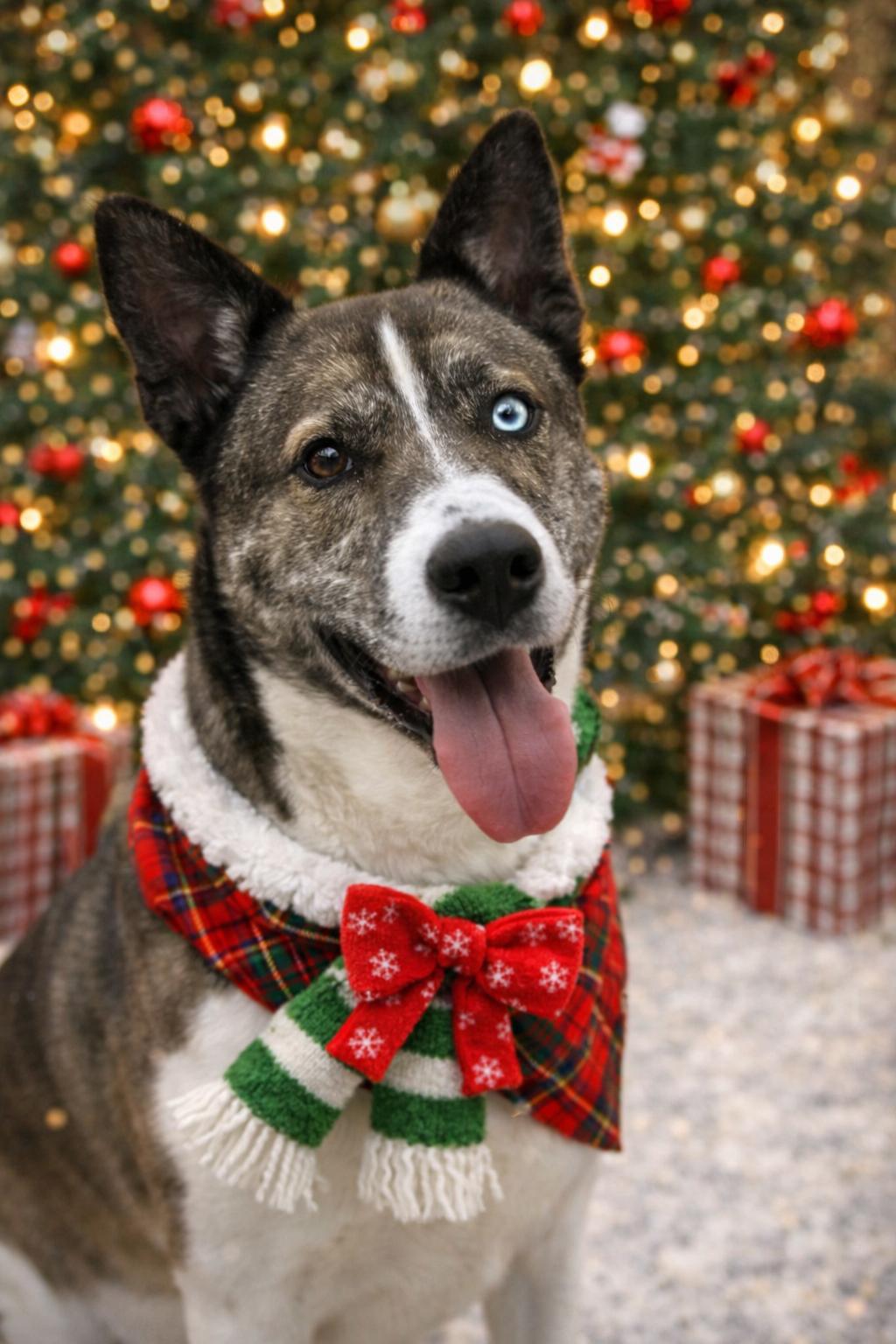 Enlarge Quill(iam), a Adoptable Akita in Kansas City, MO image 3/6
